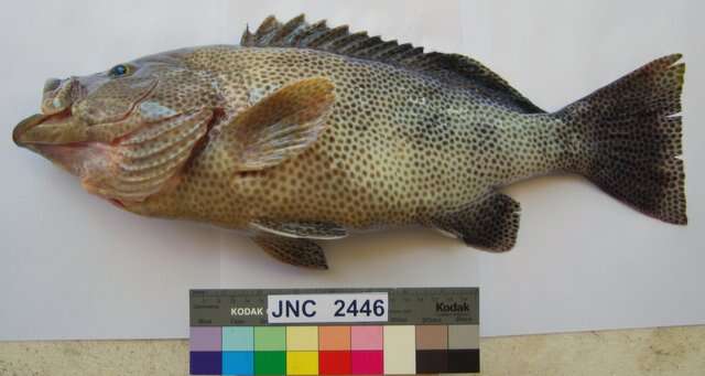 Image of Brown-spotted Grouper