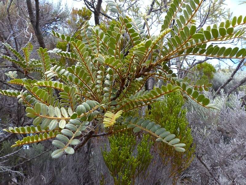 Image of Sophora denudata Bory