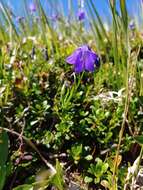 Image of Campanula serrata (Kit. ex Schult.) Hendrych