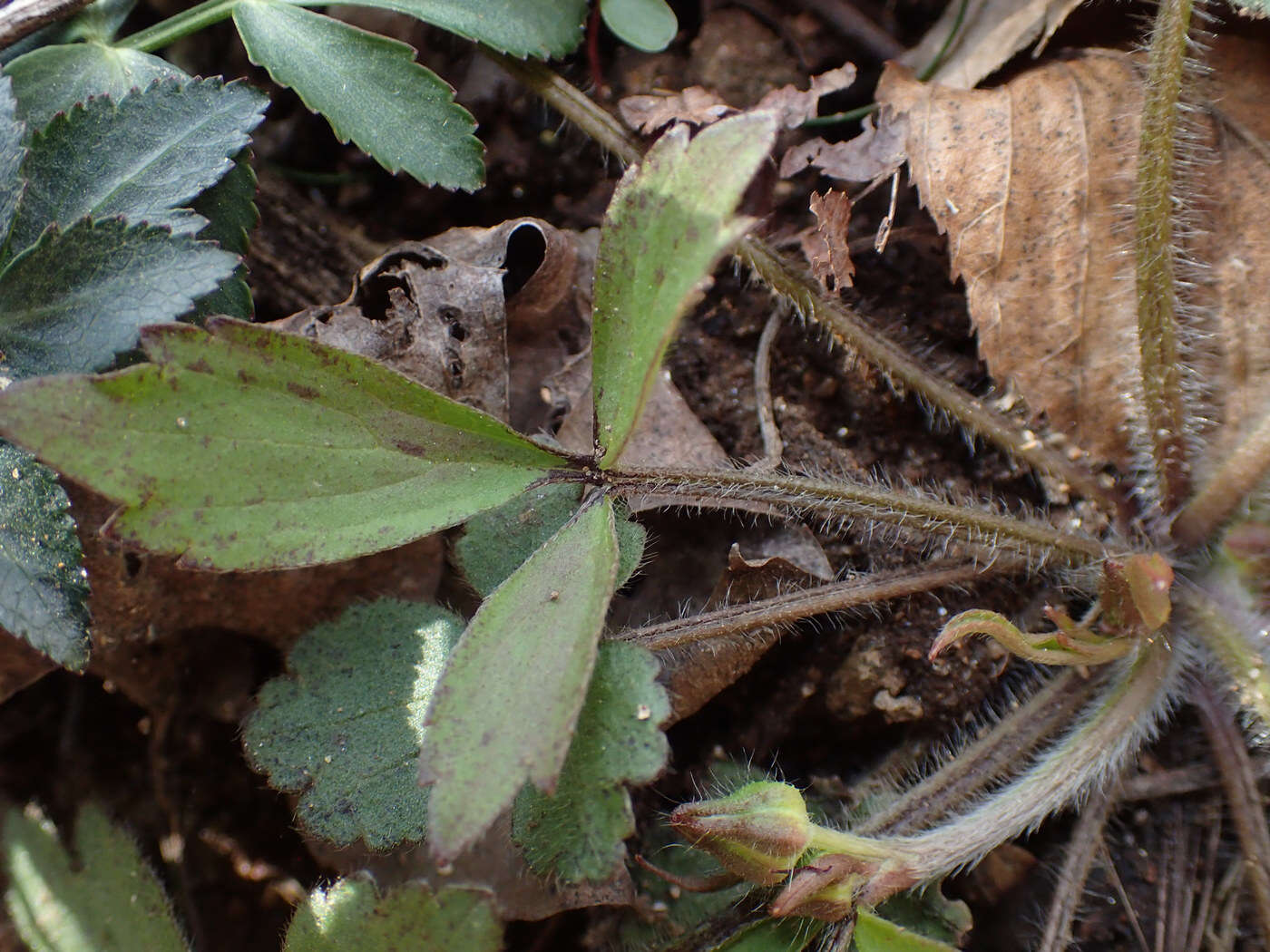 <i>Ranunculus <i>hispidus</i></i> var. hispidus的圖片