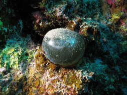 Image of Bubble algae