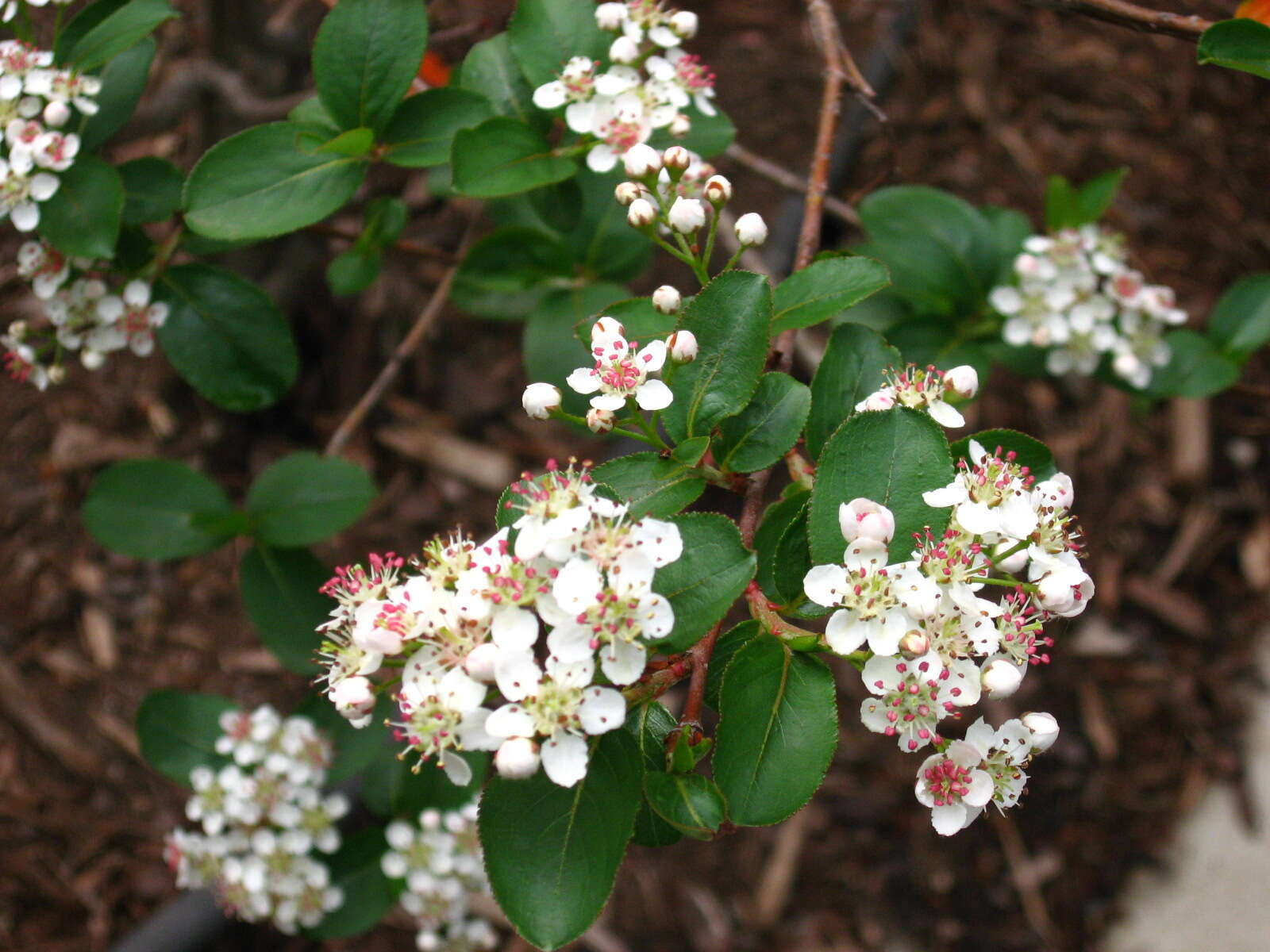 Plancia ëd Aronia melanocarpa (Michx.) Elliott