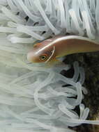 Image of Pink anemonefish