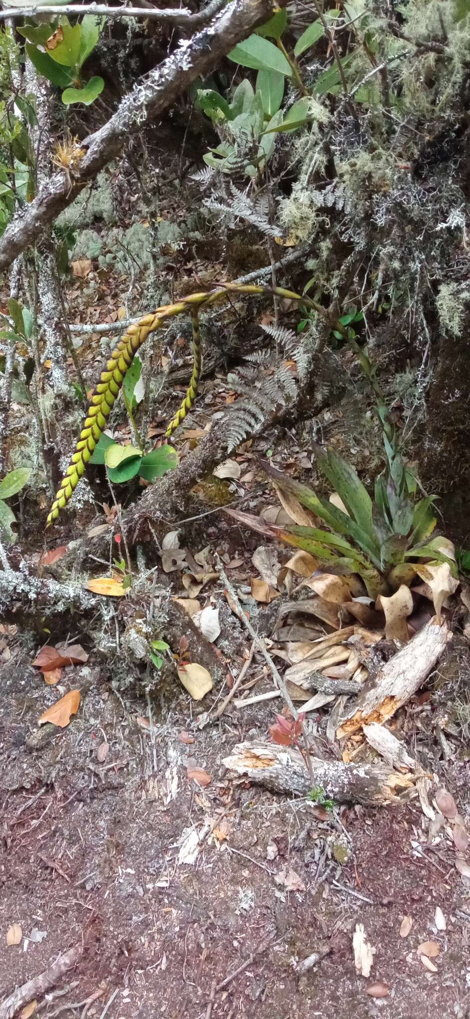 Слика од Tillandsia clavigera Mez