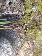 Image of jeweled blue-eyed grass