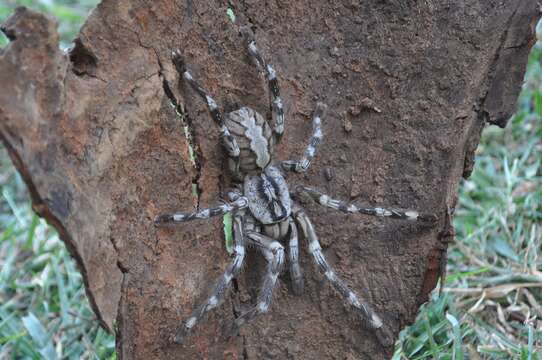 Plancia ëd Poecilotheria rajaei Nanayakkara, Kirk, Dayananda, Ganehiarachchi, Vishvanath & Kusuminda 2012