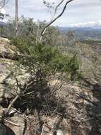 Image de Cyanothamnus anemonifolius subsp. variabilis