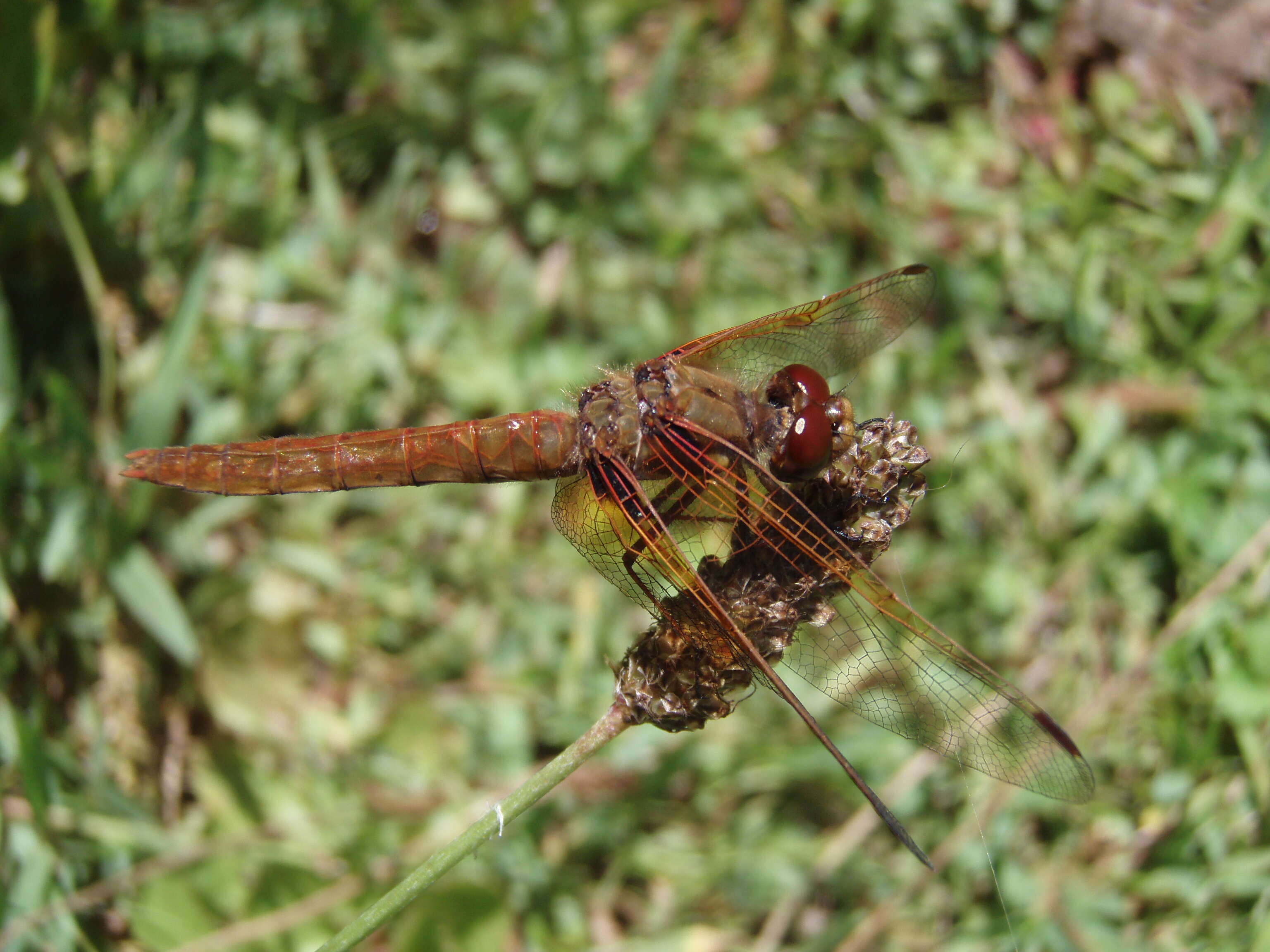 Image of Flame Skimmer