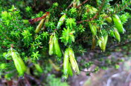 Plancia ëd Erica viridiflora subsp. viridiflora