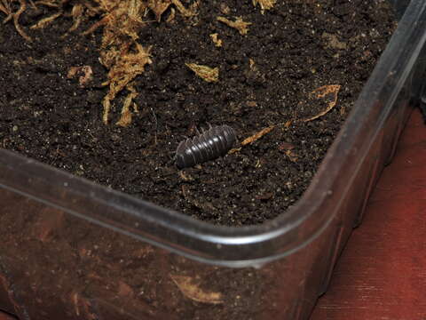 Image of Armadillidium badium Budde-Lund 1885