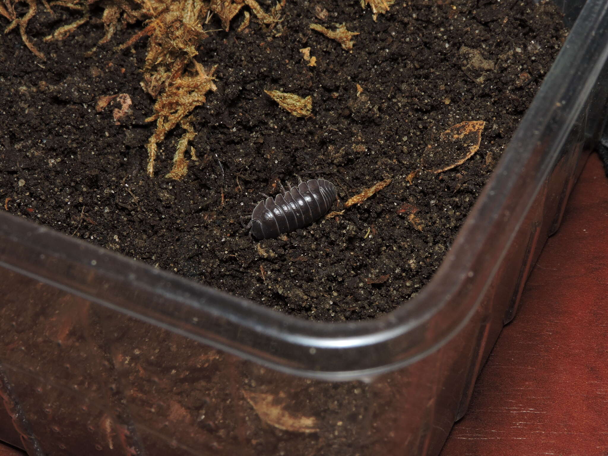 Image of Armadillidium badium Budde-Lund 1885