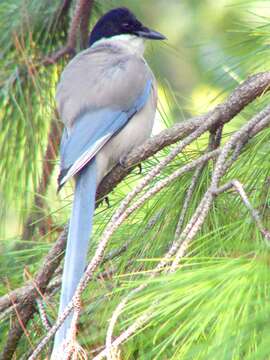 Image of Azure-winged Magpie