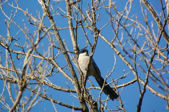 Image of Azure-winged Magpie