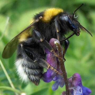 Image of Small garden bumblebee