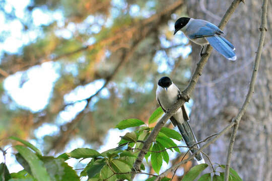 Image of Azure-winged Magpie