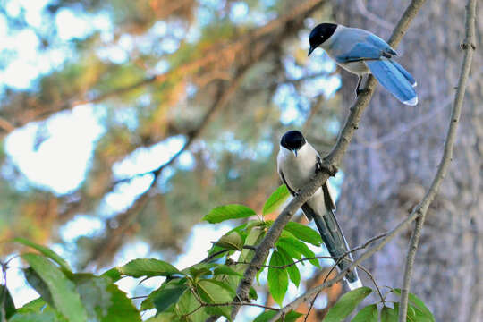 Image of Azure-winged Magpie