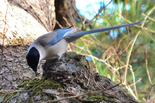 Image of Azure-winged Magpie