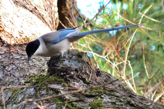 Image of Azure-winged Magpie