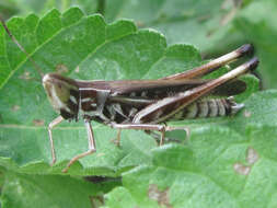 Image of Admirable Grasshopper