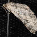 Image of Eupithecia agnesata Taylor 1908