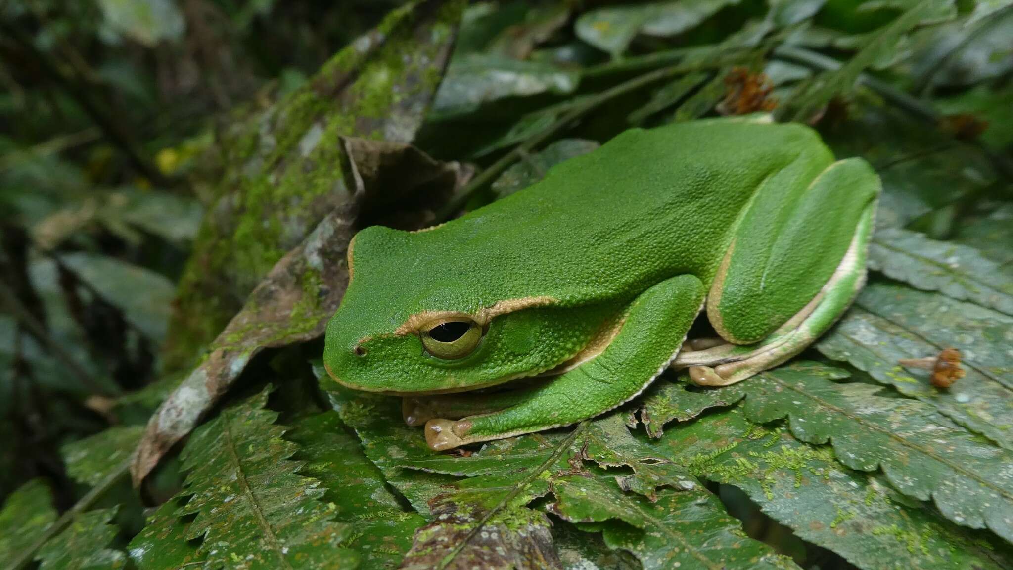 Image of Zhangixalus prasinatus (Mou, Risch & Lue 1983)