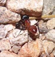 Image of Camponotus ocreatus Emery 1893