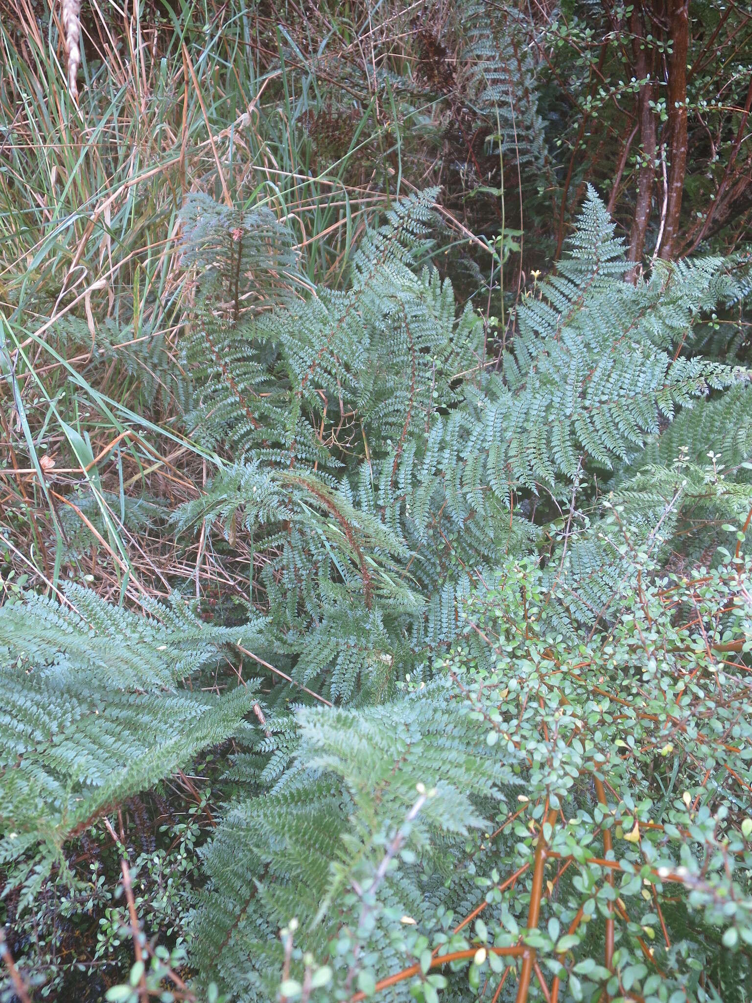 Sivun Polystichum vestitum (G. Forst.) C. Presl kuva