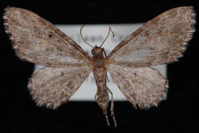 Слика од Eupithecia lachrymosa Hulst 1900