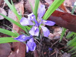 Image of long-tail iris