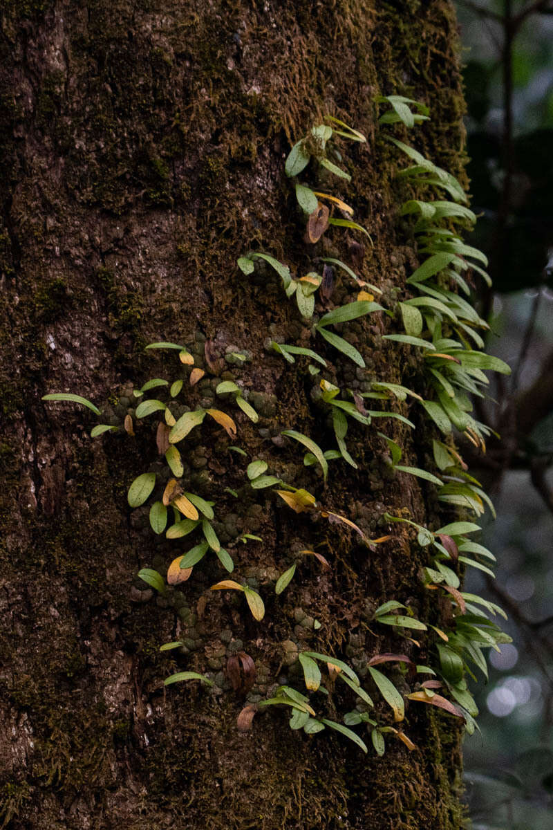 Image of Porpax reticulata Lindl.