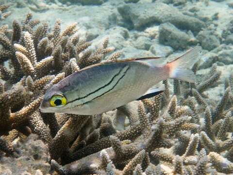 Image of two-lined monocle bream