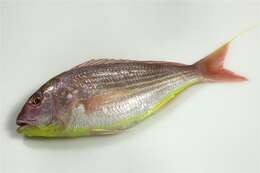 Image of Japanese threadfin-bream