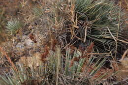 Image of Agave rzedowskiana P. Carrillo, Vega & R. Delgad.