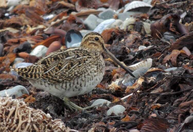 Gallinago magellanica resmi