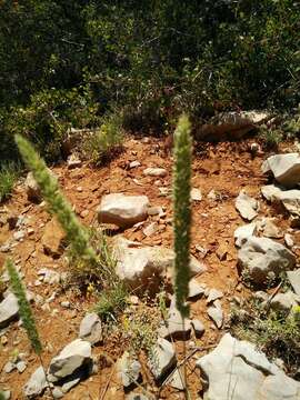 Plancia ëd Phleum montanum K. Koch