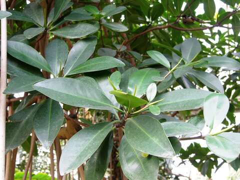 Image of Gray Mangrove