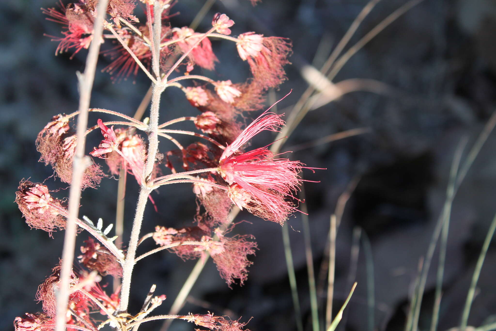 Imagem de Calliandra hirsuta (G. Don) Benth.