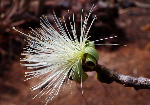 Image of Pseudobombax