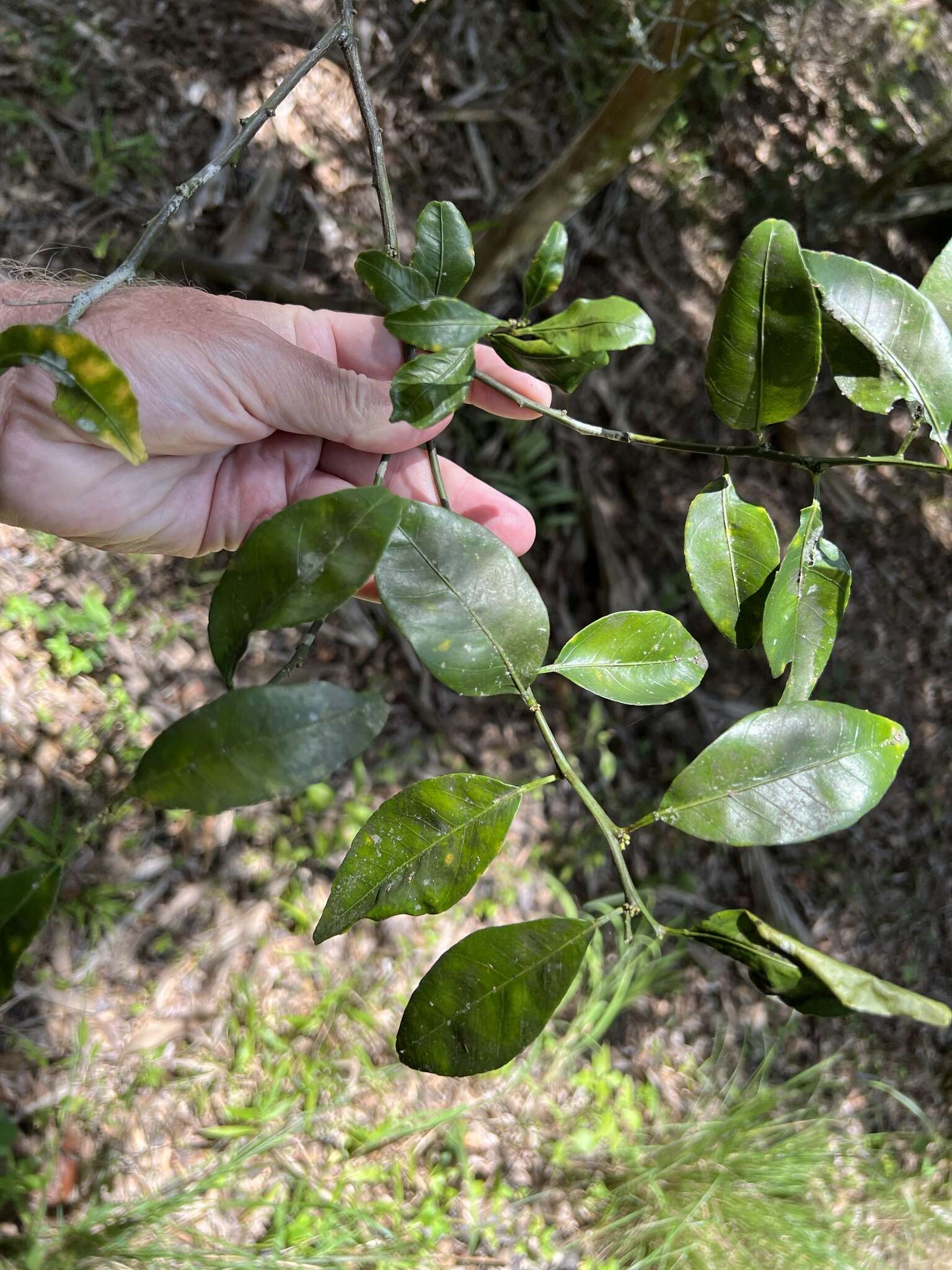 Image of tangerine