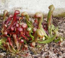 Image of California pitcherplant