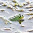 Image of Brazilian Swimming Frog