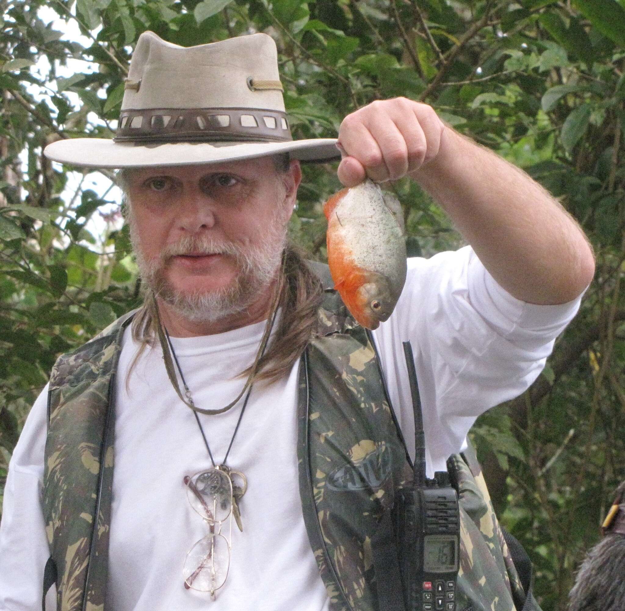 Image of Red-bellied piranha