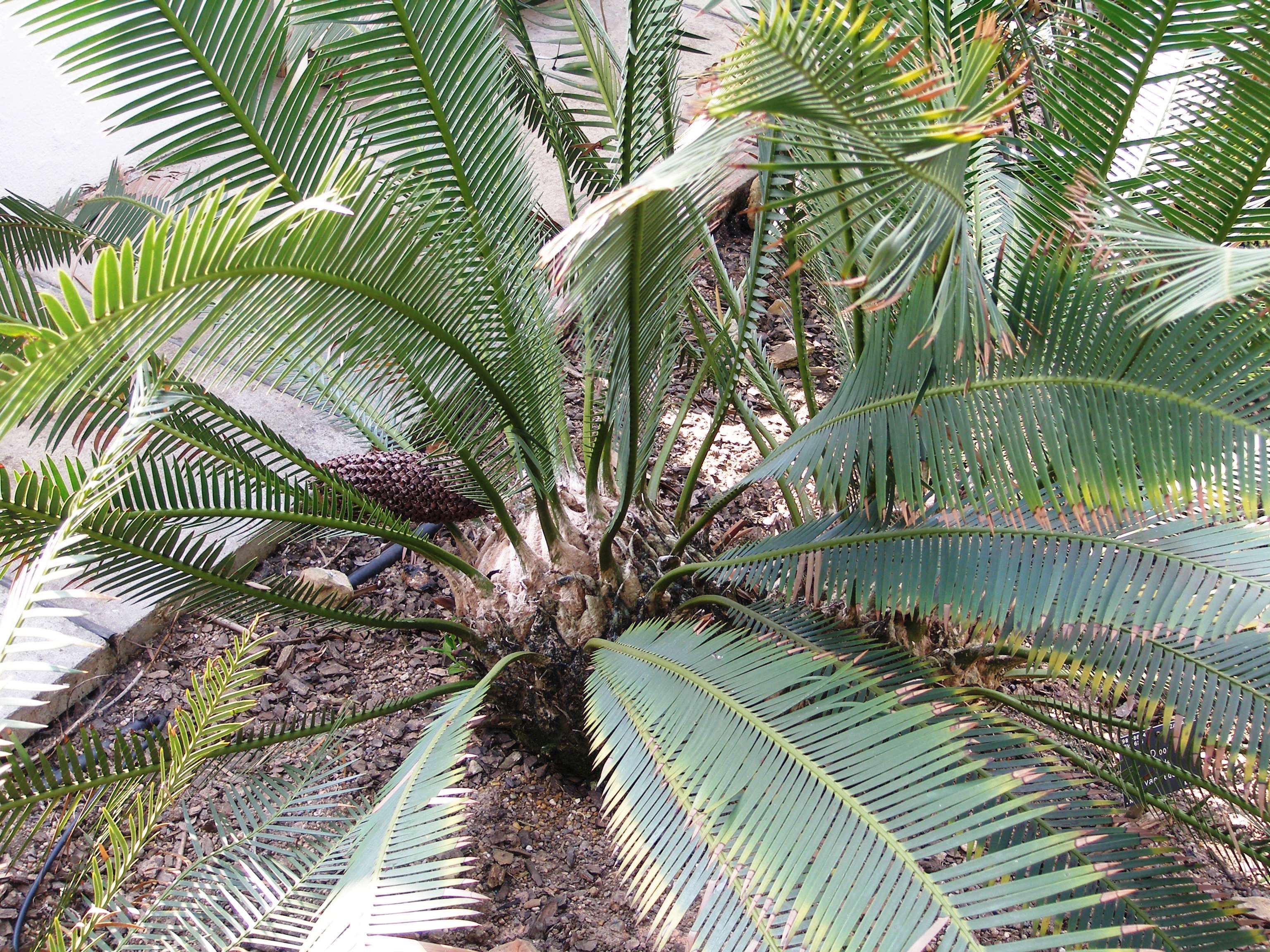 Image of Chestnut Dioon