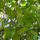 Image of Hebepetalum humiriifolium (Planchon) Benth.