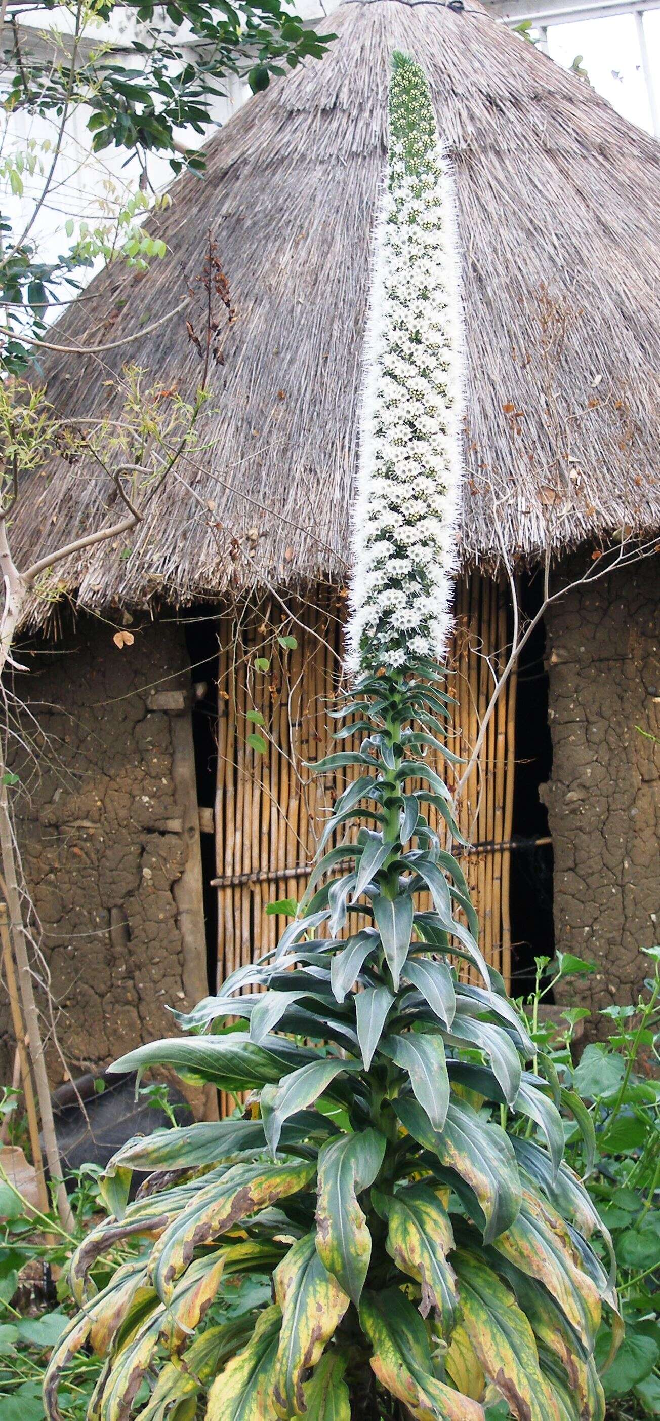 Слика од Echium simplex DC.