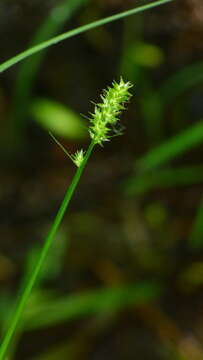 Слика од Carex cephaloidea (Dewey) Dewey ex Boott