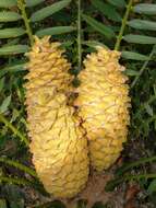 Image of Lebombo cycad