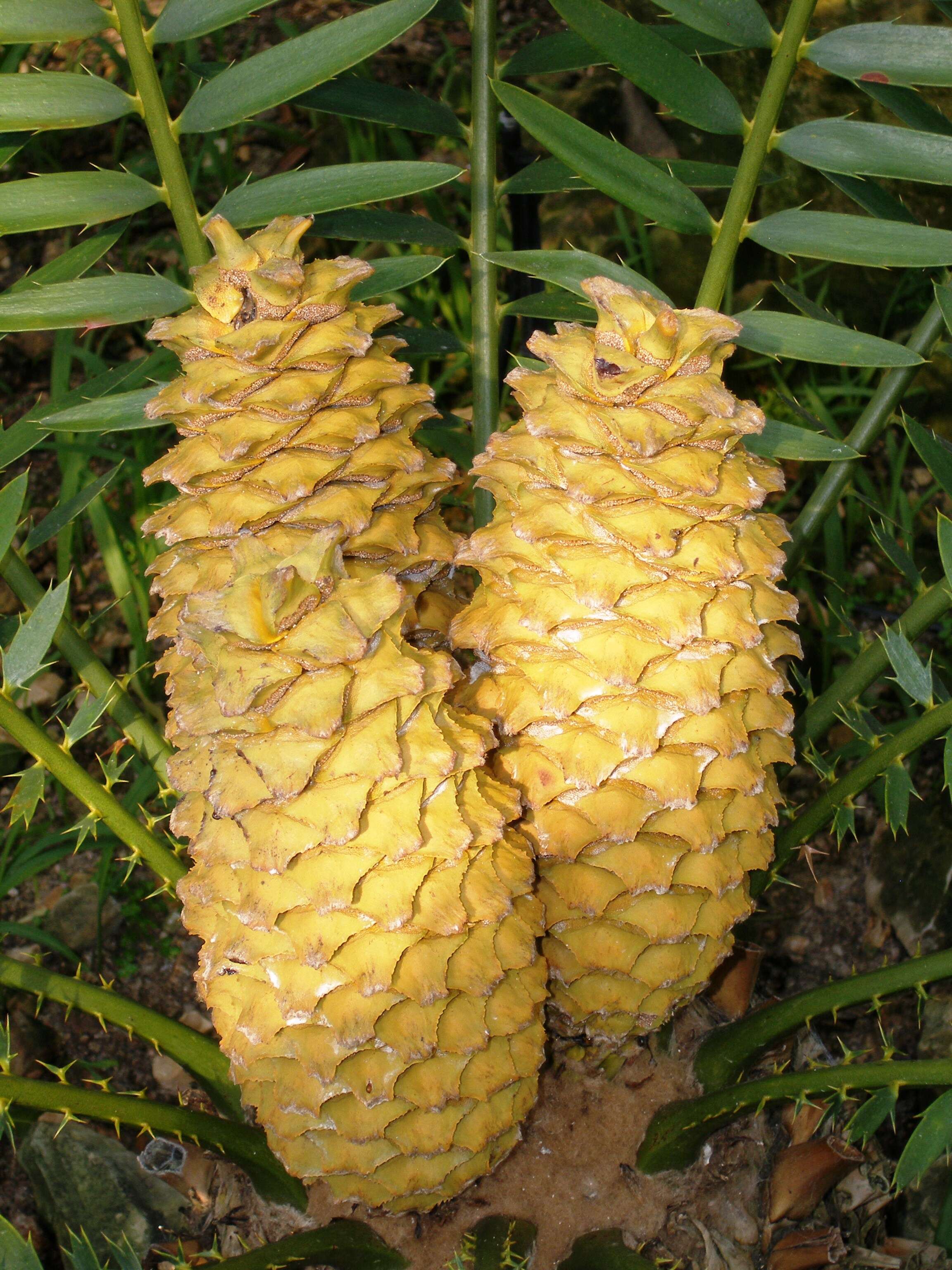 Image of Lebombo cycad