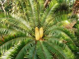 Image of Lebombo cycad