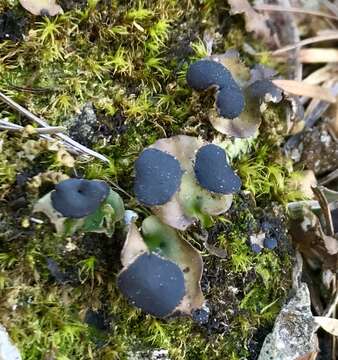 Image of Fan lichen;   Felt lichen